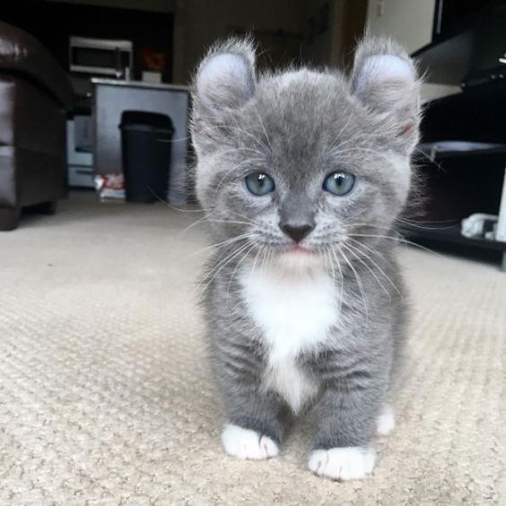 Petit chat gris clair
Little light gray cat
© Photo under Copyright